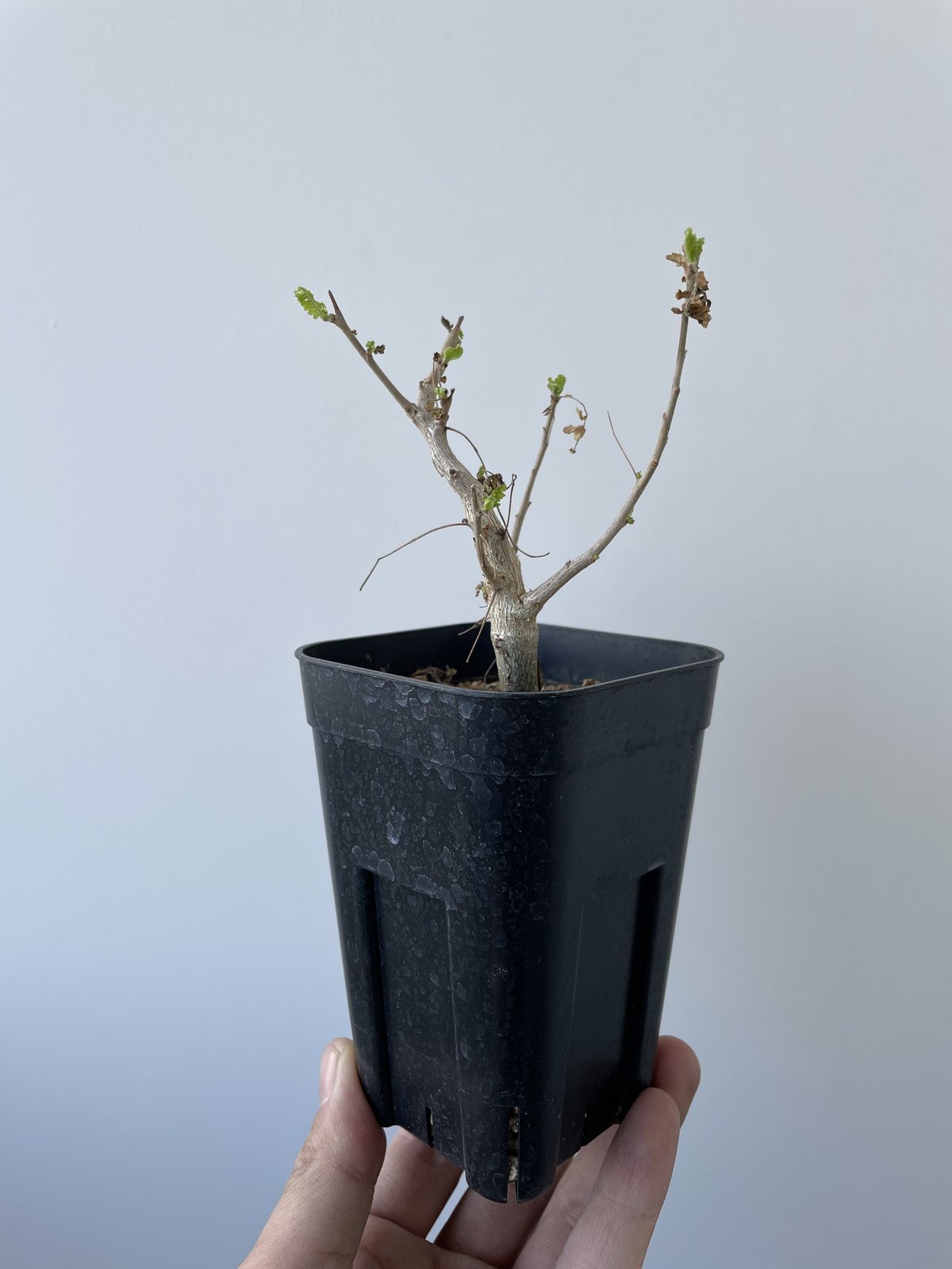 超人気の潅木】Boswellia neglecta-ボスウェリア・ネグレクタ 【良型実生】 ...