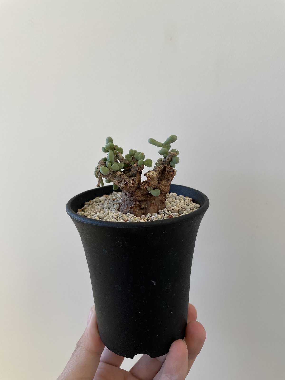 ケラリアピグマエア③ 現地株 塊根植物 多肉植物 観葉植物 ケラリアピグマエア③ 現地株 塊根植物 多肉植物 観葉植物 ケラ