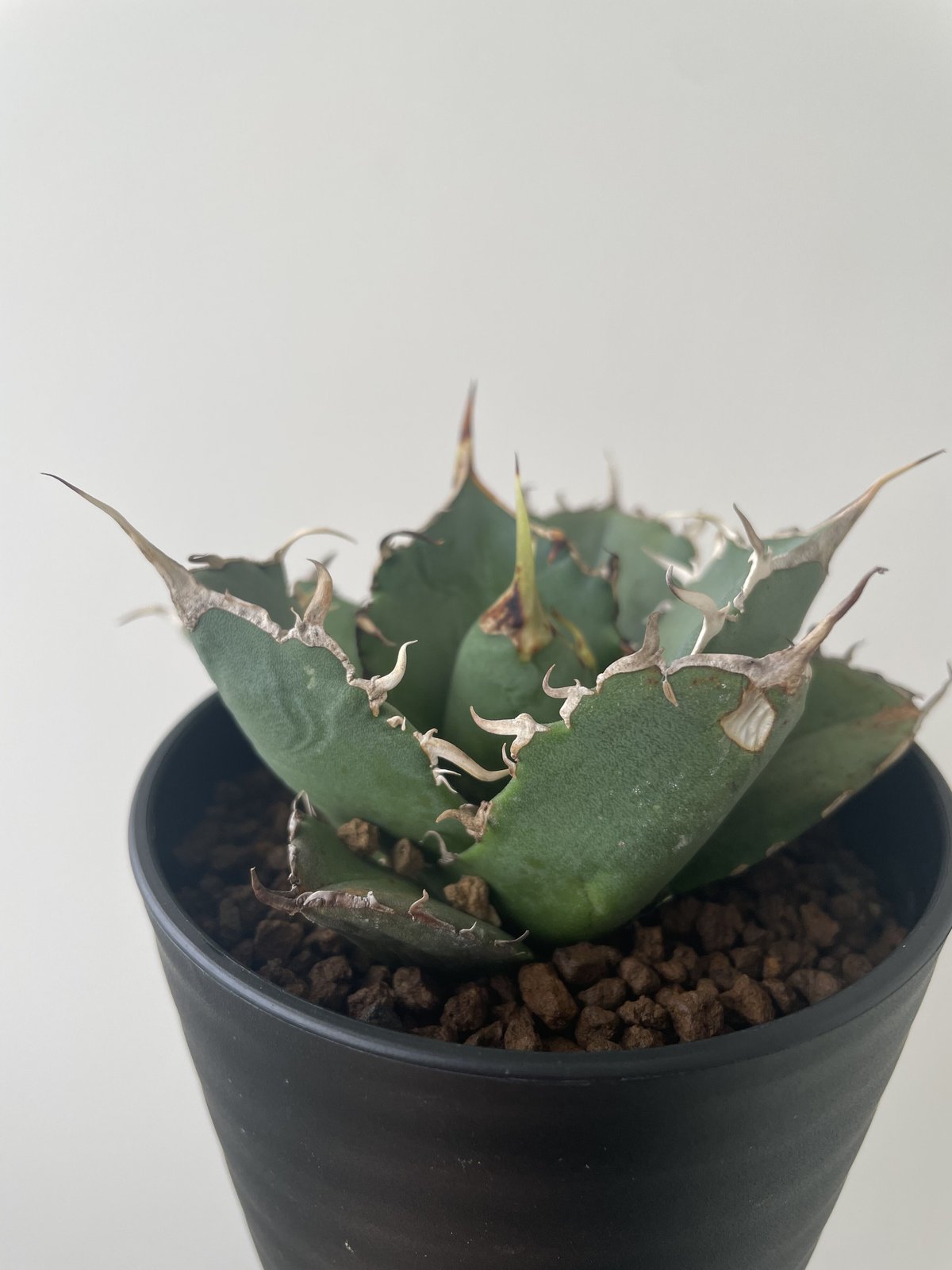 新着】Agave titanota 白鯨 5【N PLANTS産の極上苗】アガベチタノタ |...