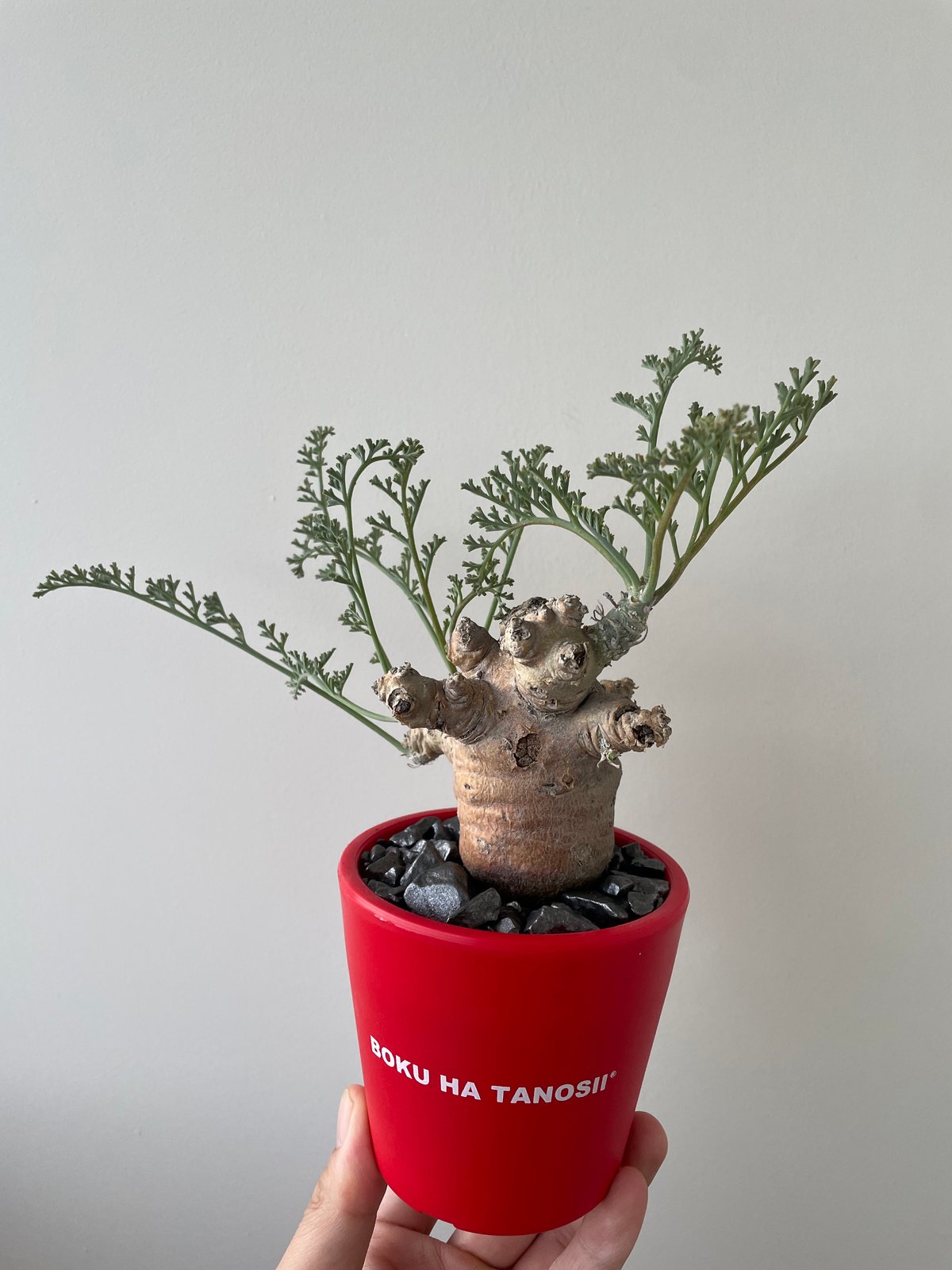 新着】Pelargonium ceratophyllum × ボクタノ鉢【BOKU HA T