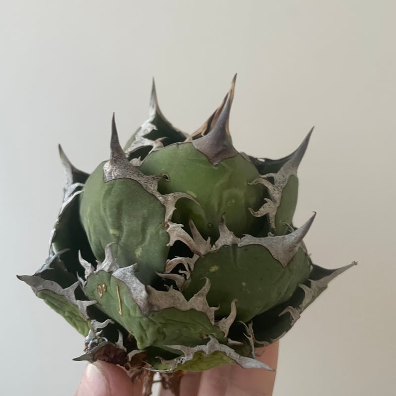 新着】Agave titanota スーパーボウル【インドネシア産】アガべ