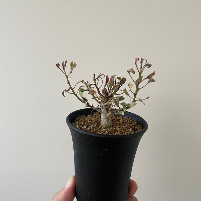 新着】Fouquieria columnaris 観峰玉【バランス良しな冬型塊根