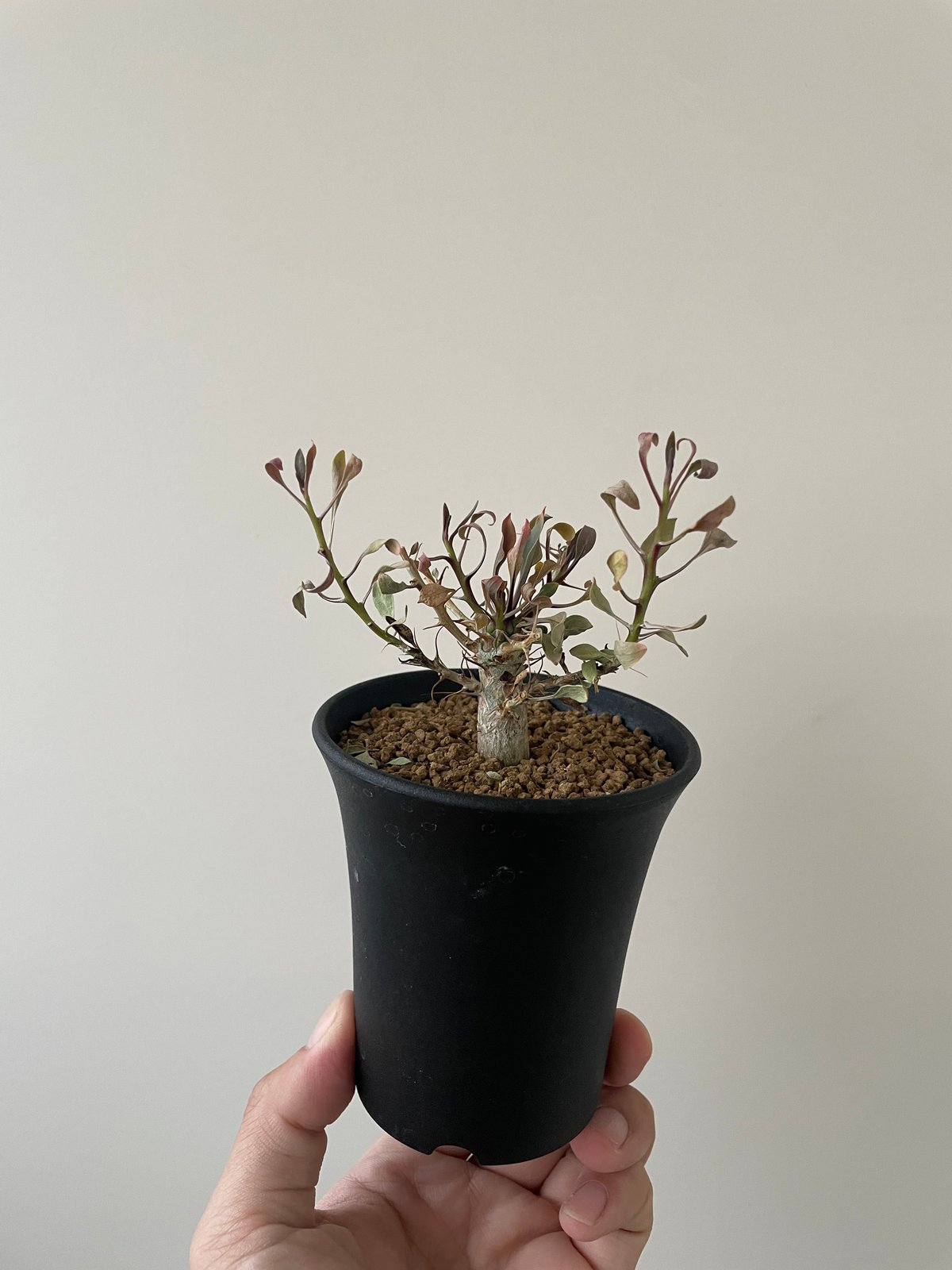 新着】Fouquieria columnaris 観峰玉【バランス良しな冬型塊根