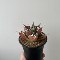 アガベ スーパーチタノタ　Agave super titanota 新着】agave 