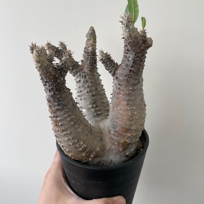 パキポディウムグラキリス2頭【現地球】 パキポディウム グラキリス