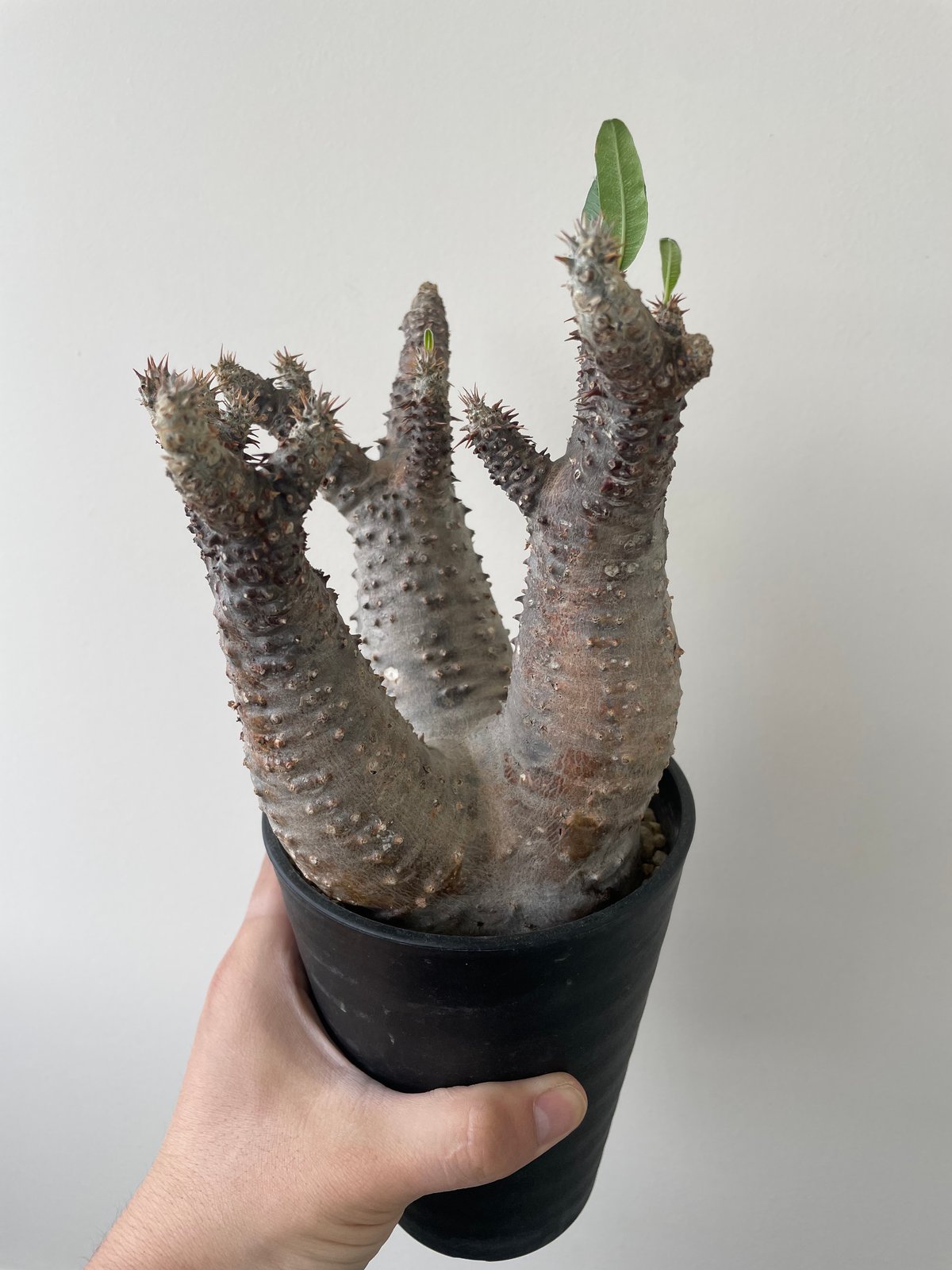 新着】Pachypodium makayense 魔界玉 【管理2年の現地球