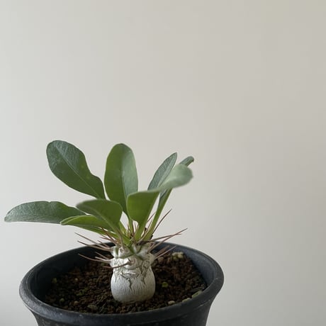 【新着】Pachypodium namaquanum【初入荷・冬型の激レア品種】パキポディウム ナマクアナム 光堂