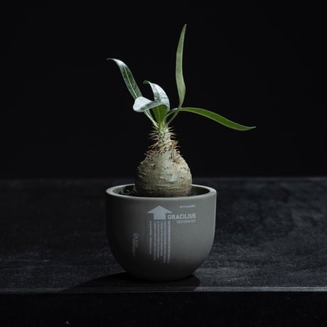 【新着】Pachypodium Gracilius × グラ専鉢【小さな現地球】パキポディウム グラキリス 象牙宮