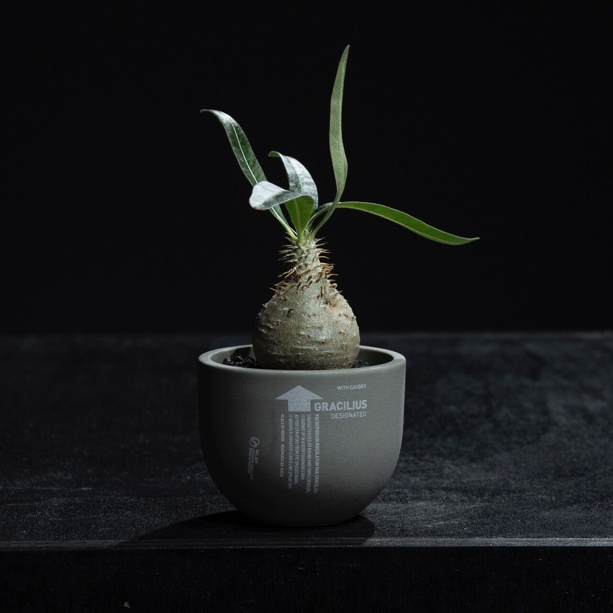 新着】Pachypodium Gracilius × グラ専鉢【小さな現地球