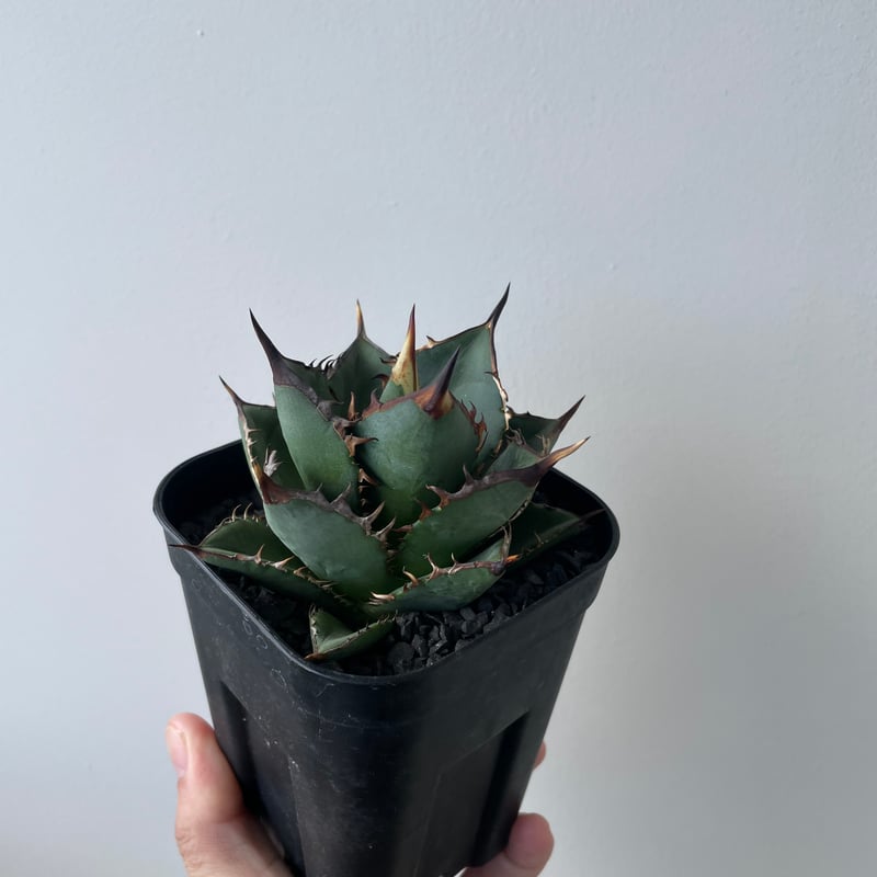 アガベ剣竜2頭ハビタットスタイル 2025年最新】剣竜 アガベの人気