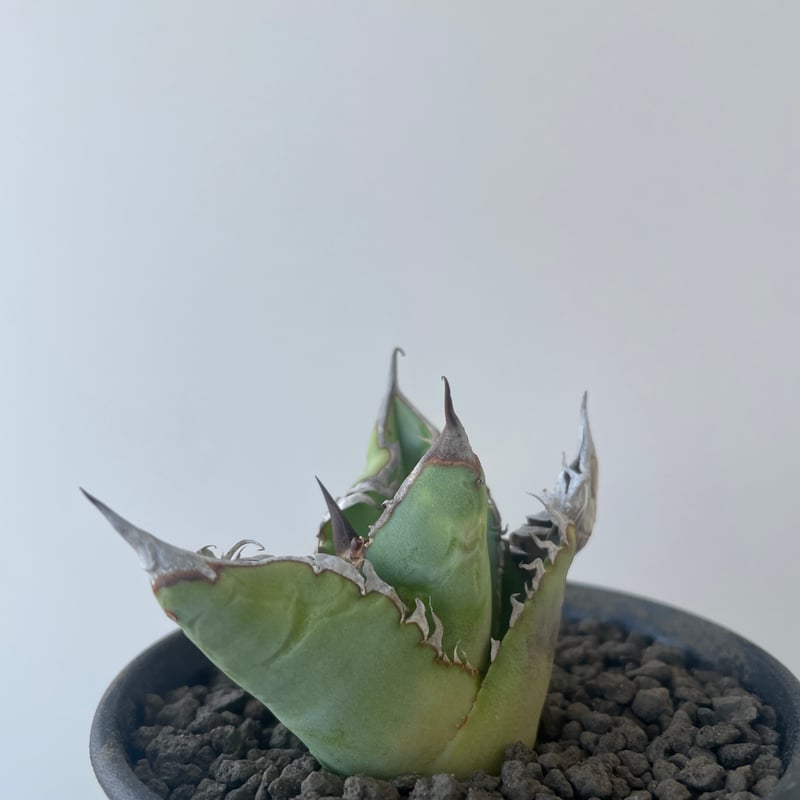 アガベ　チタノタ　実生選抜 実生チタノタは親と同じにならない？形がバラバラな理由と選抜の魅力