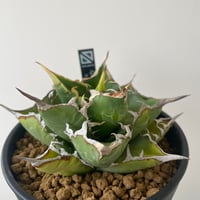 新着】Agave titanota【最高の国内TC苗】アガベ チタノタ 白鯨