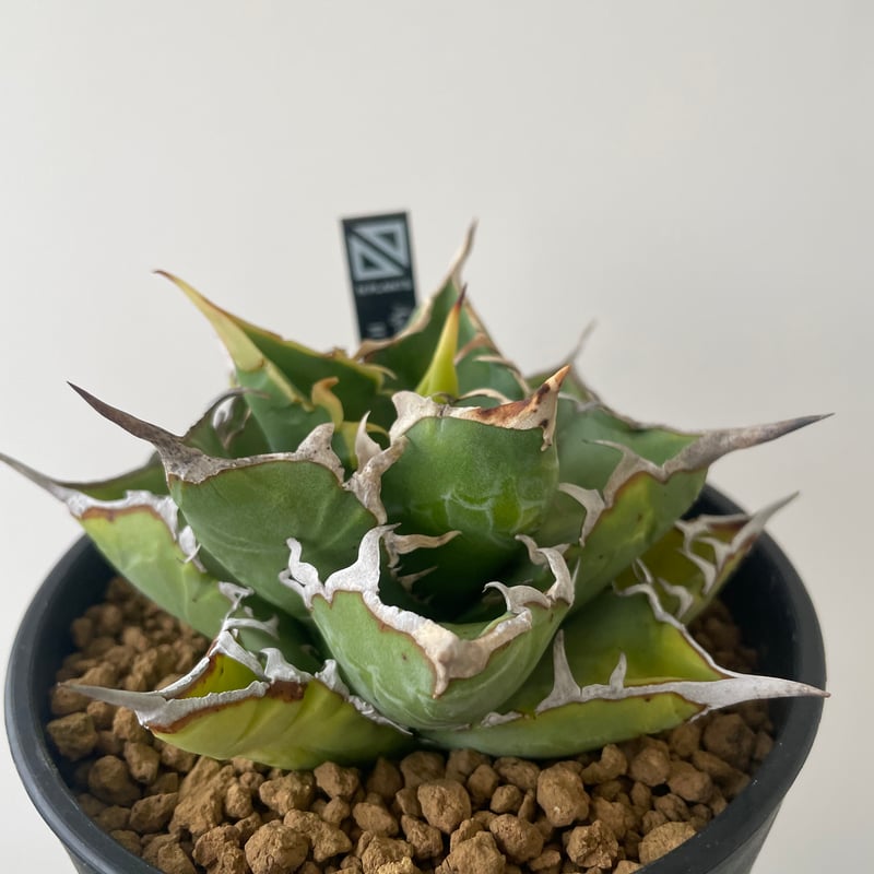 新着】Agave titanota WTC 2020-7【新潟産アガベ の最高峰】N PLA