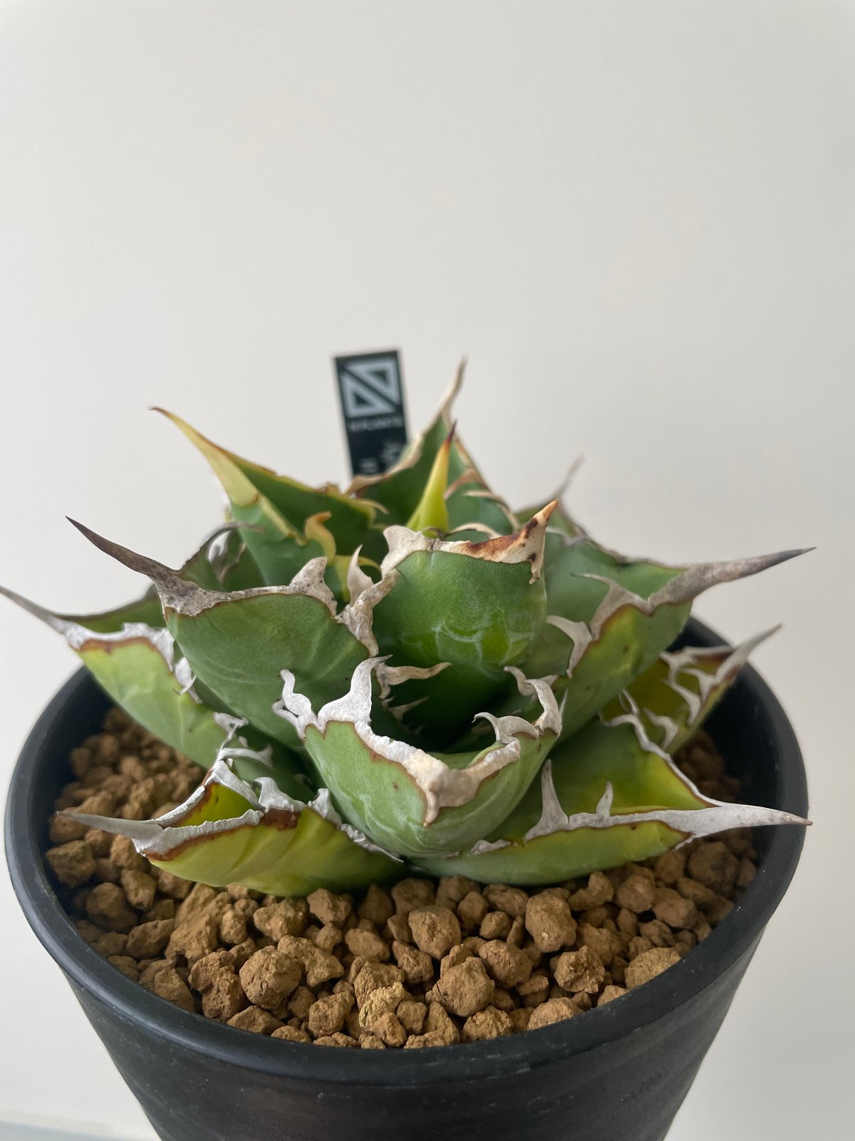 新着】Agave titanota WTC 2020-7【新潟産アガベ の最高峰】N PLA