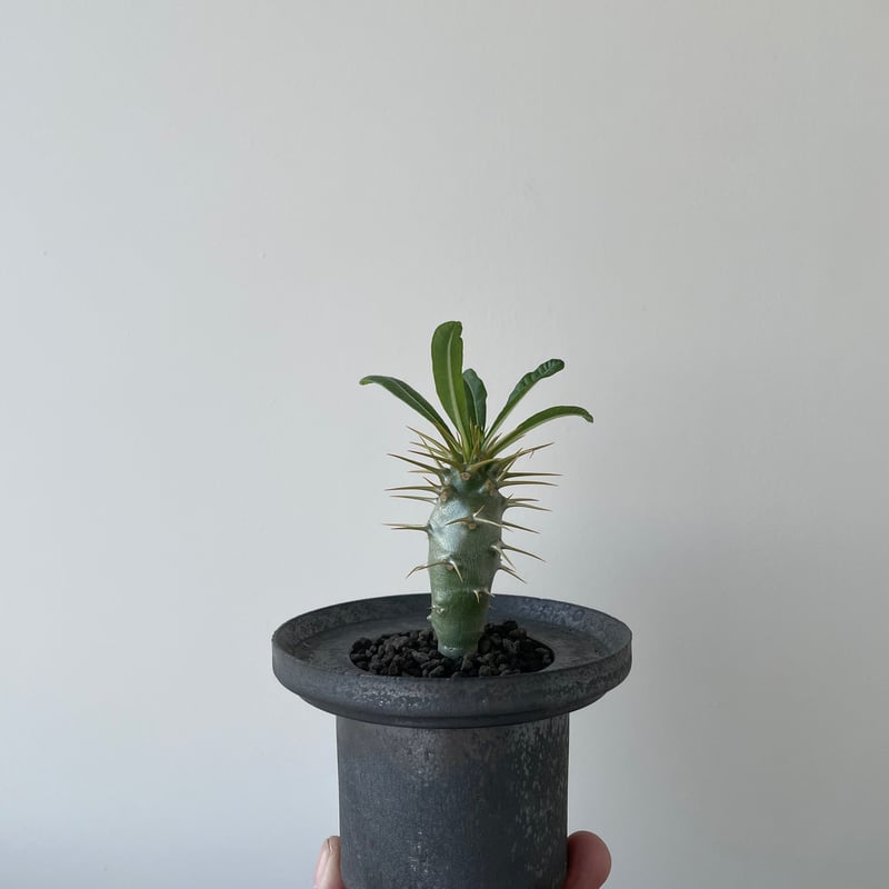 新品 コラボ OZWRT SS PachypodiuMan Ambongense