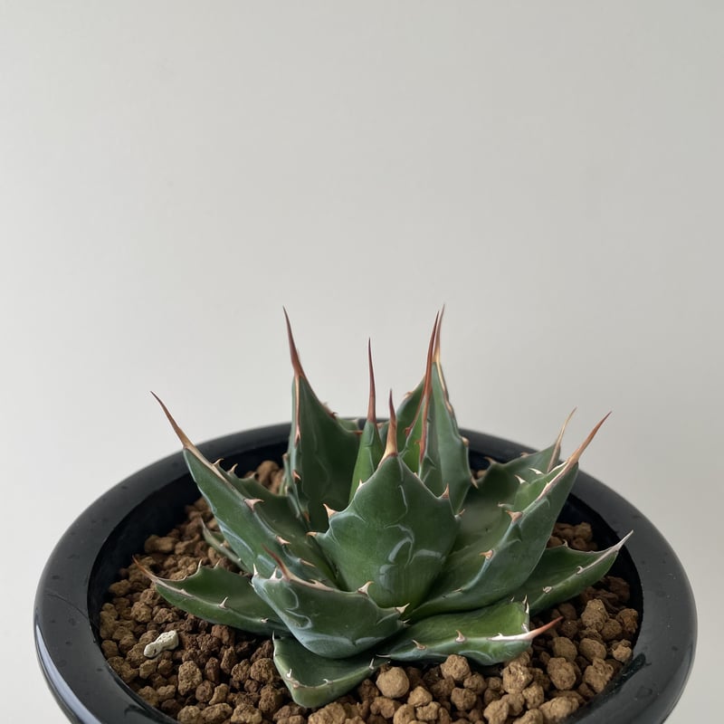 新着・長野県産】Agave Montana 1【カッコ良さ抜群・耐寒性最強