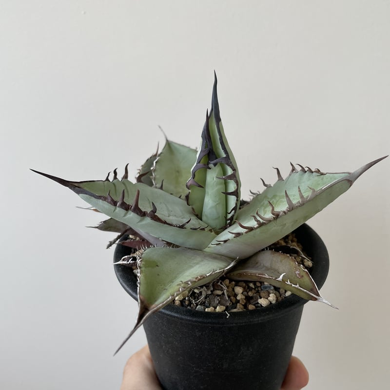 アガベ チタノタブルー ザ・ファームセレクト]アガベ：チタノタ ブルー