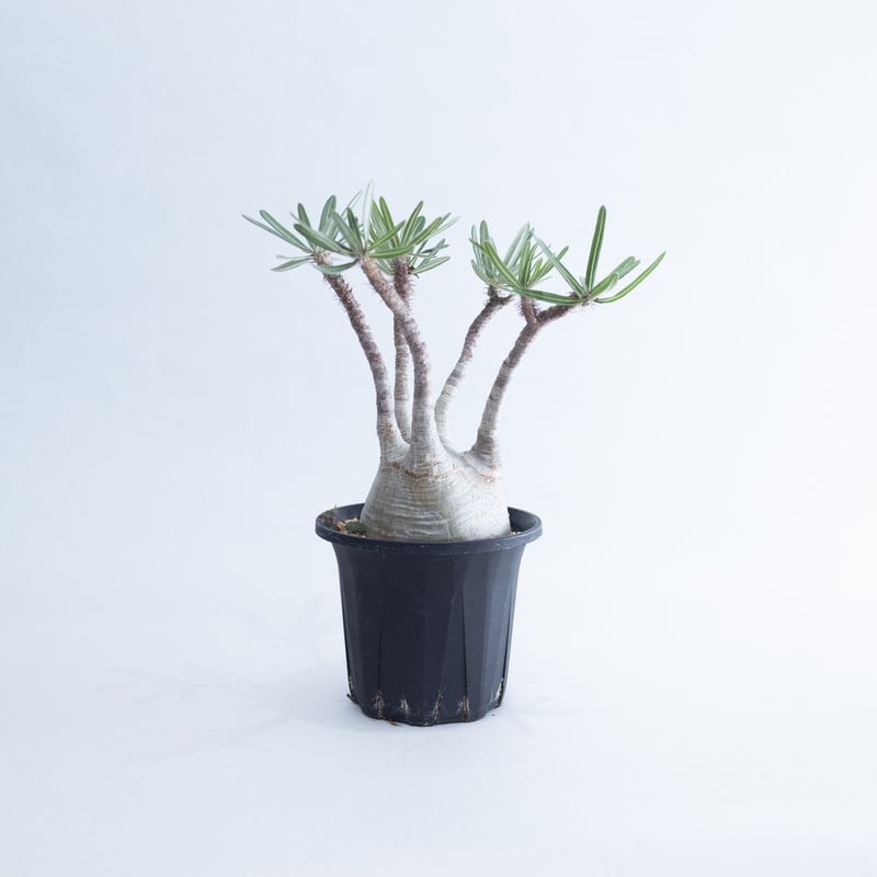 新着】Pachypodium gracilius【中型株・店主が選抜した良型】パキポディウム...