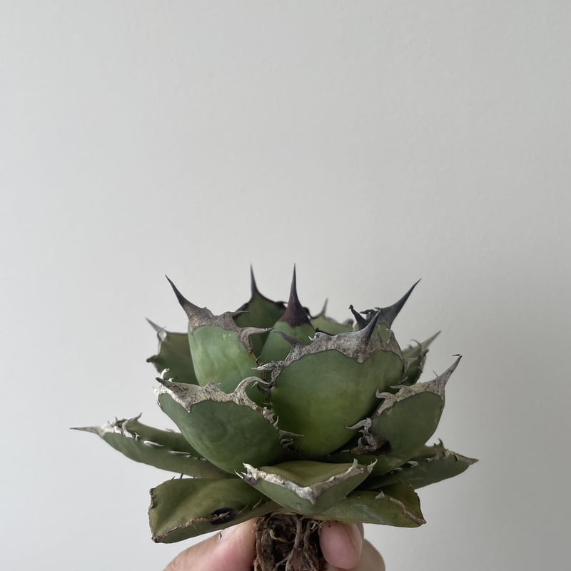 アガベUSクローン アリゾナ 子株付き 【公式通販】