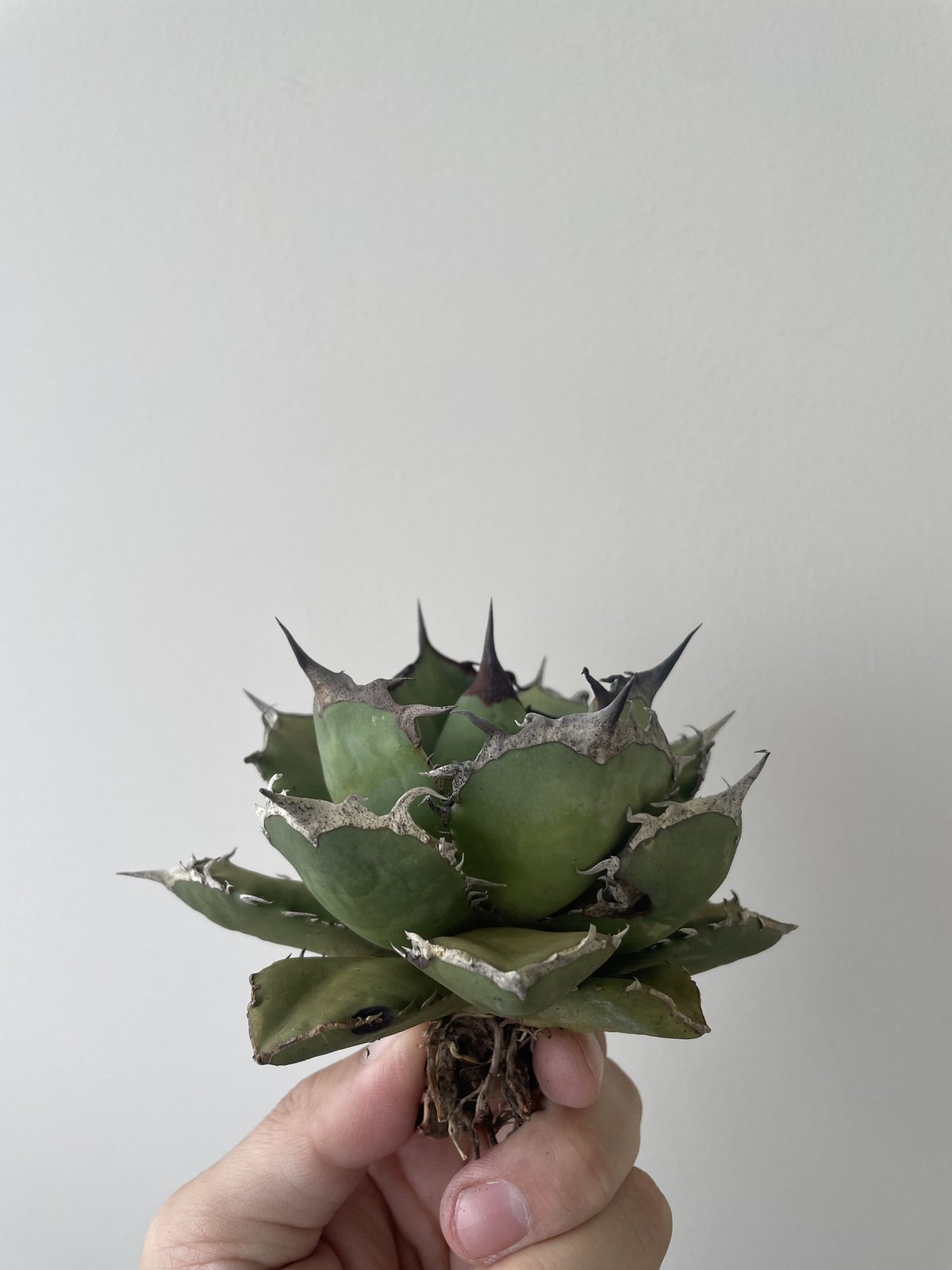 新着】Agave titanota 烈焔 4【台湾産のカッコ良い最高株】アガベ