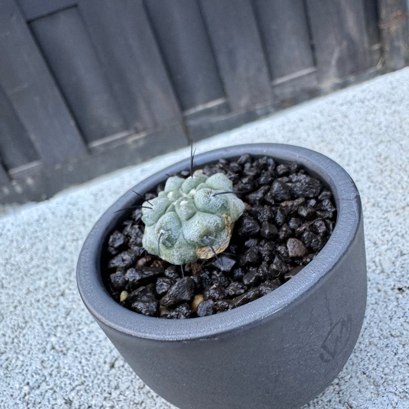 新着】Copiapoa dealbata × VALIEM BABY【俺の黒士冠】コピアポア