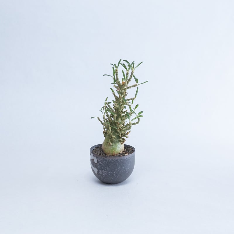 レア/塊根植物】ドルステニア ギガス 11 【公式通販】