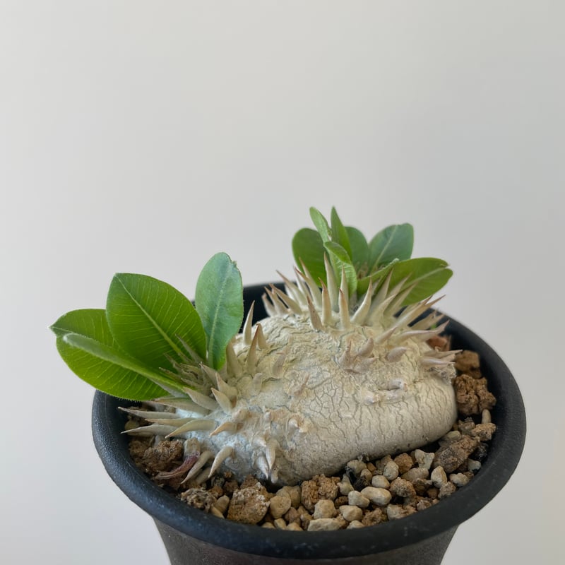 新着】Pachypodium brevicaule 2 恵比寿笑い 【黄色花が可愛い扁平な塊