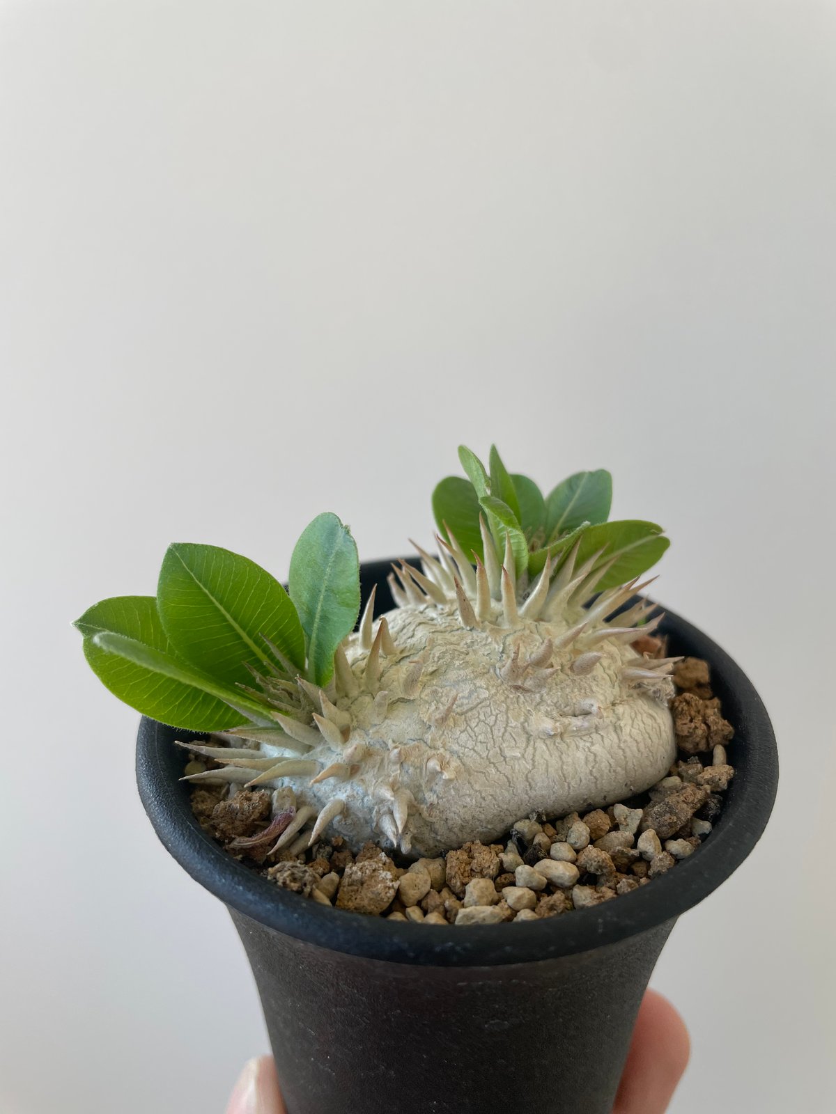 新着】Pachypodium brevicaule 2 恵比寿笑い 【黄色花が可愛い扁平な塊
