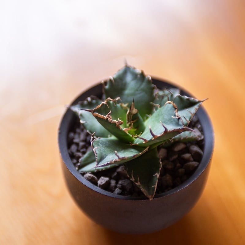 アガベ 海王 (valiemの鉢セット) 5鉢セット】valiem aobouzu 彩音 鉢｜Yahoo!フリマ（旧PayPay