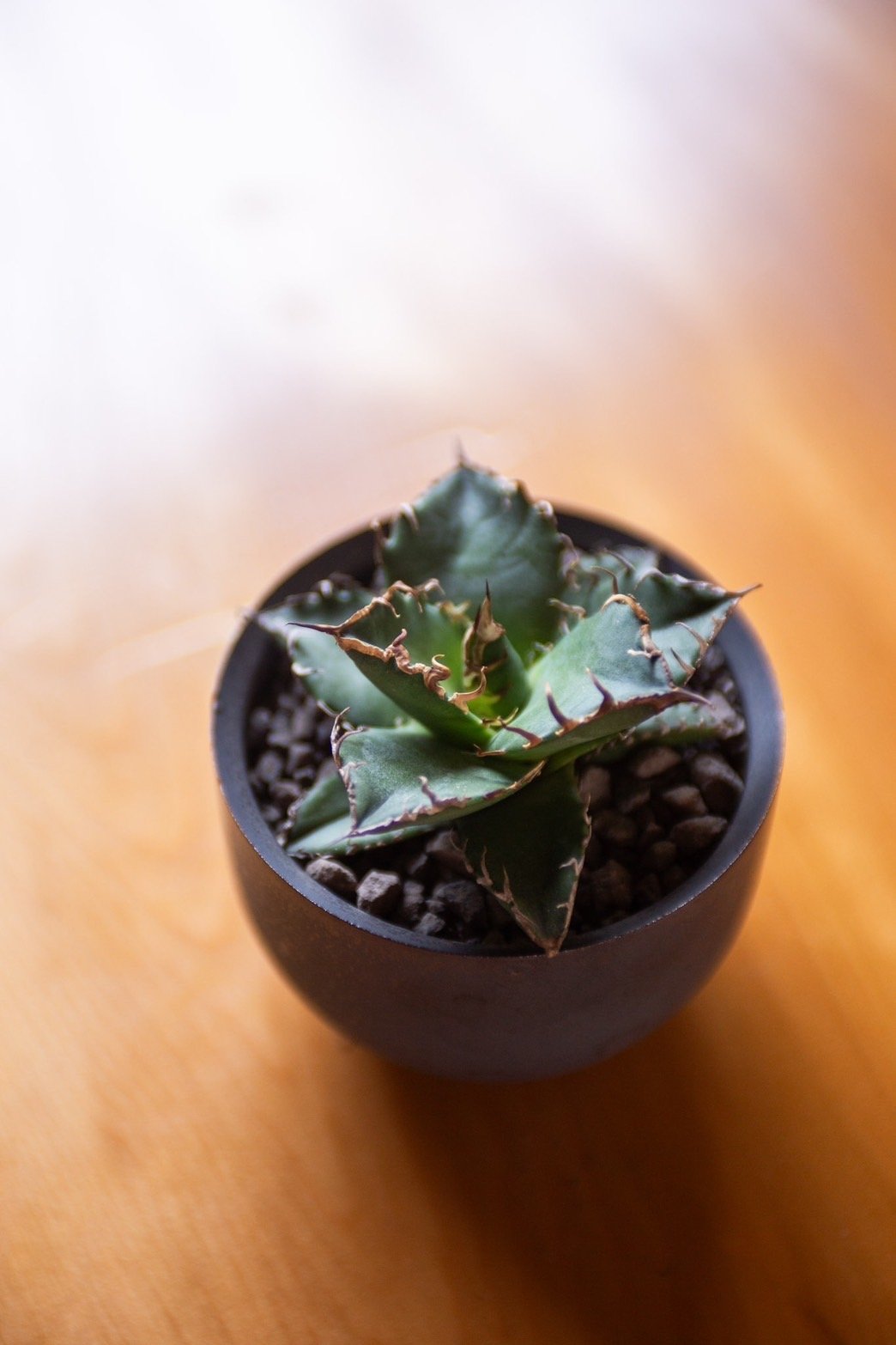 アガベ チタノタ 海豹 /