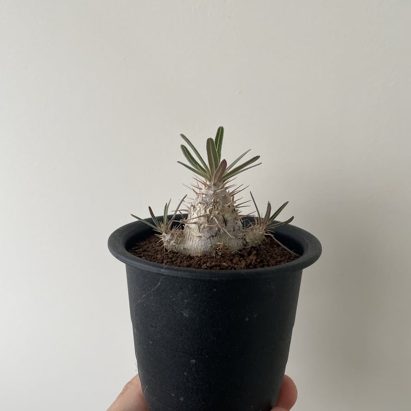 パキポディウム・イノピナツム（現地球・発根済）検/グラキリス