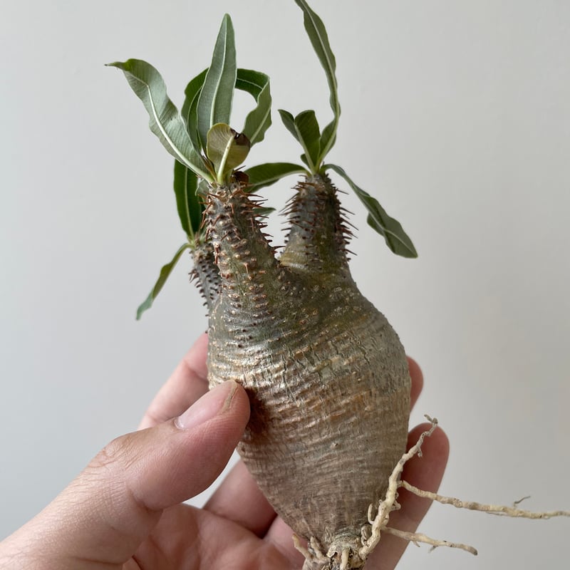 春の植え替え・発根チャレンジセット】グラキリスベアルート