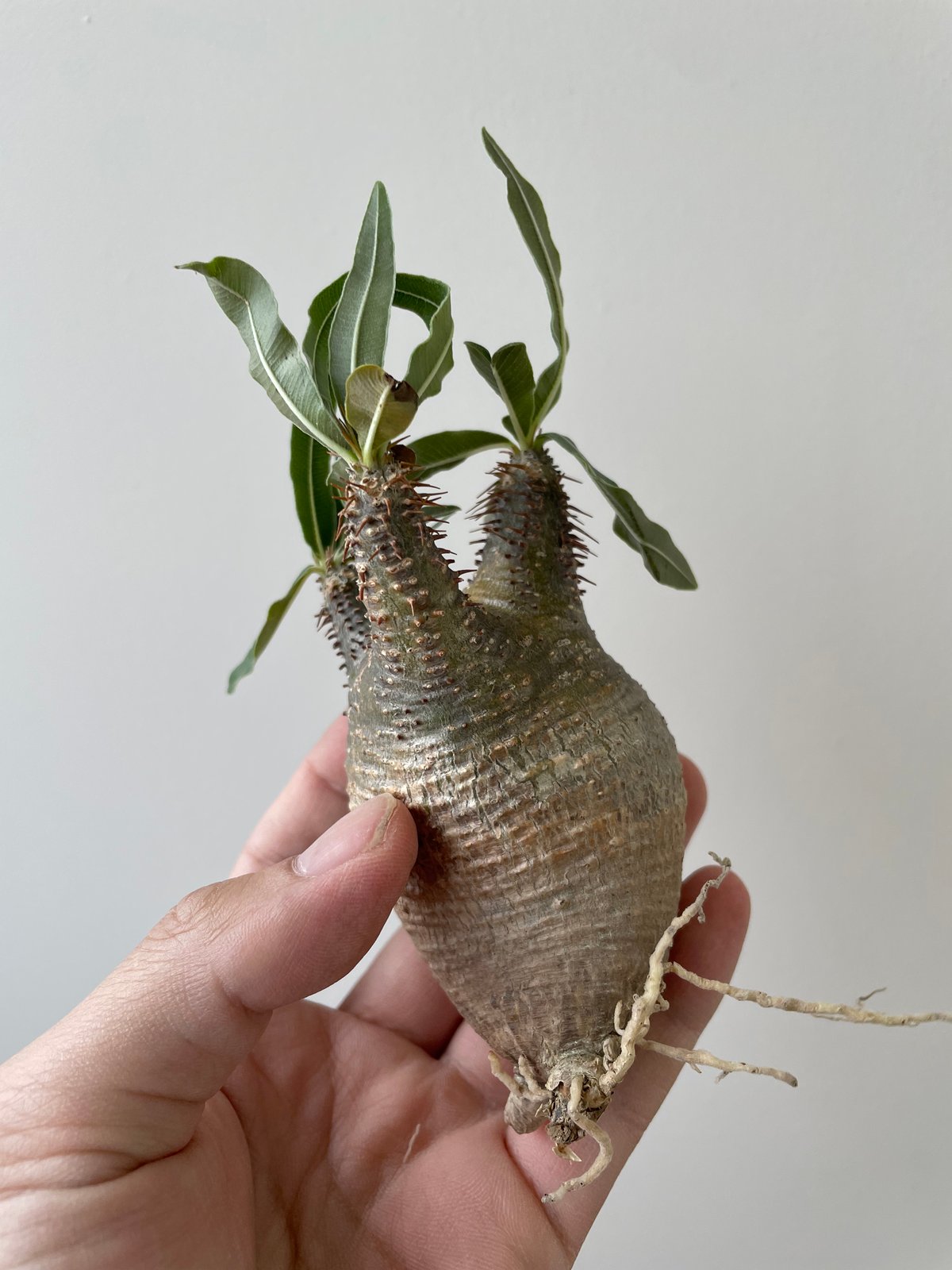 【発根チャレンジ成功】パキポディウム☆グラキリス　現地球　ベアルート株　発根済 パキポディウム グラキリス 現地球 ベアルート (発根済み) 塊根