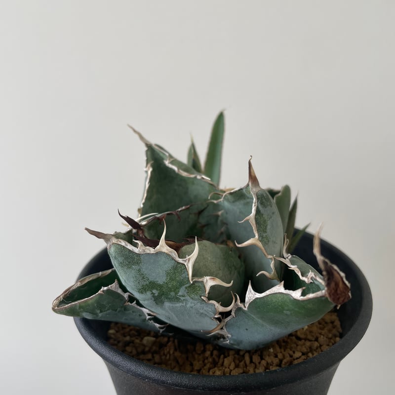 新着】Agave titanota black and blue 【発根済のコンパクト作り込...