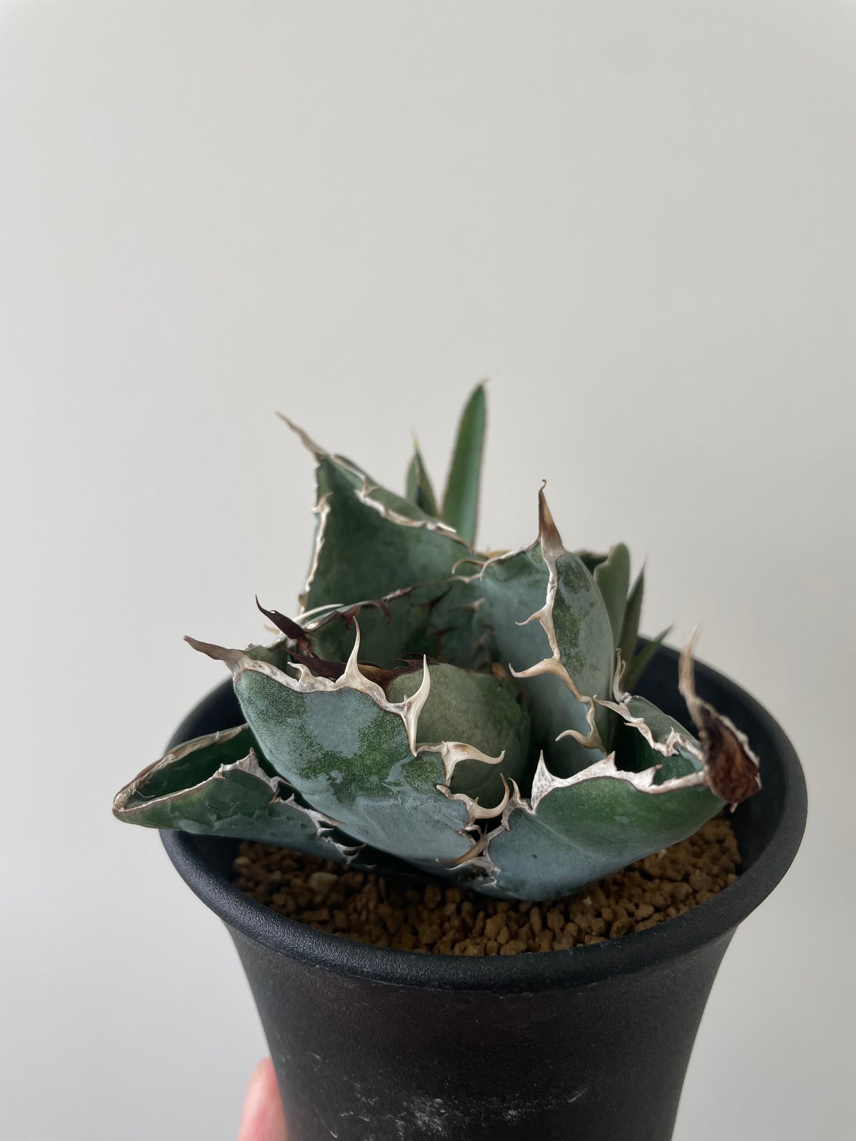 新着】Agave titanota black and blue 【発根済のコンパクト作り込