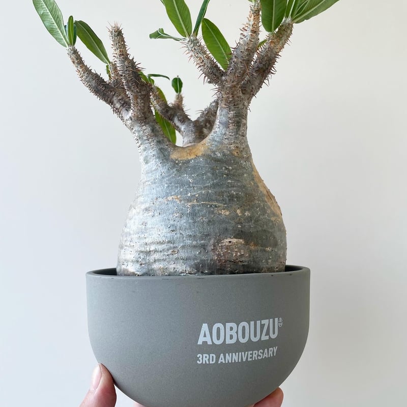 新着】Pachypodium Gracilius × グラ専鉢【Lsize】パキポディウム 