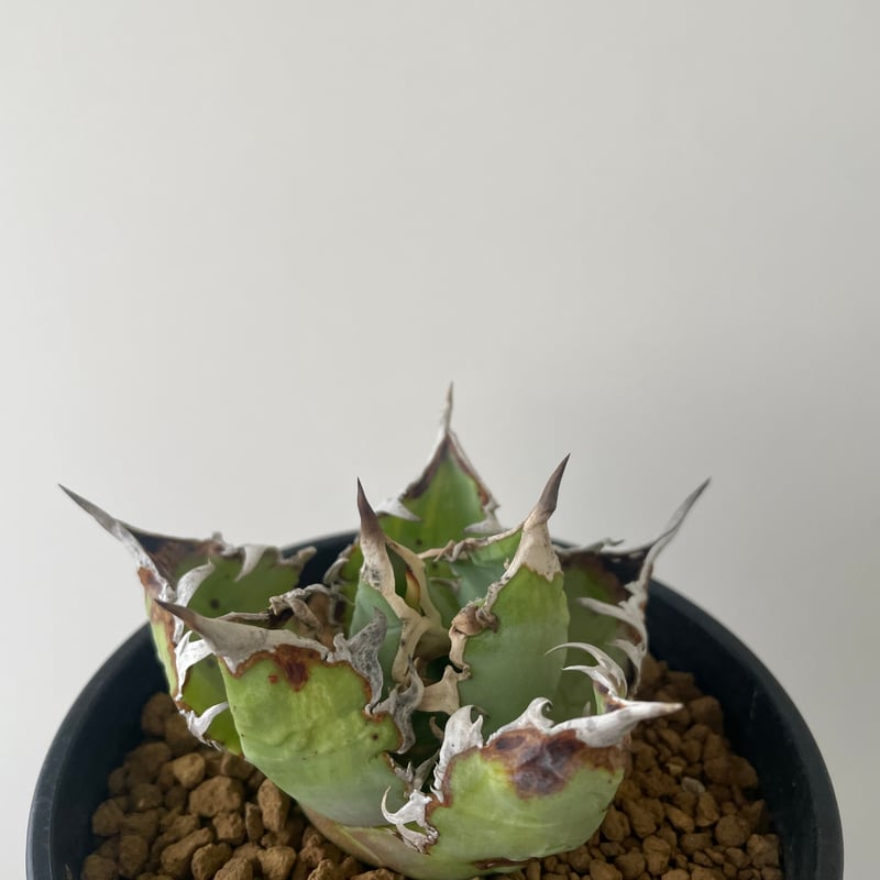 新着】Agave titanota WTC 2020-4 【新潟産アガベ の最高峰】N PL