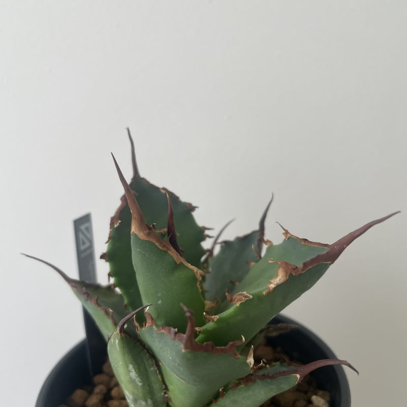 Agave Titanota 雷雪 n plants産 - daterightstuff.com