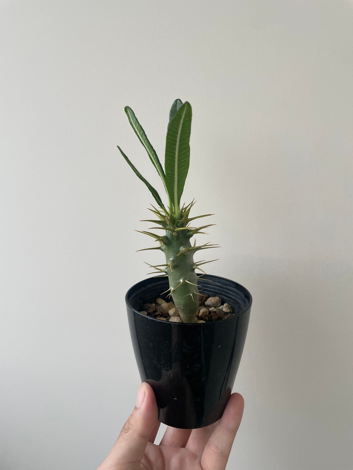 新着】Pachypodium ambongense【失われたパキポディウム・国内