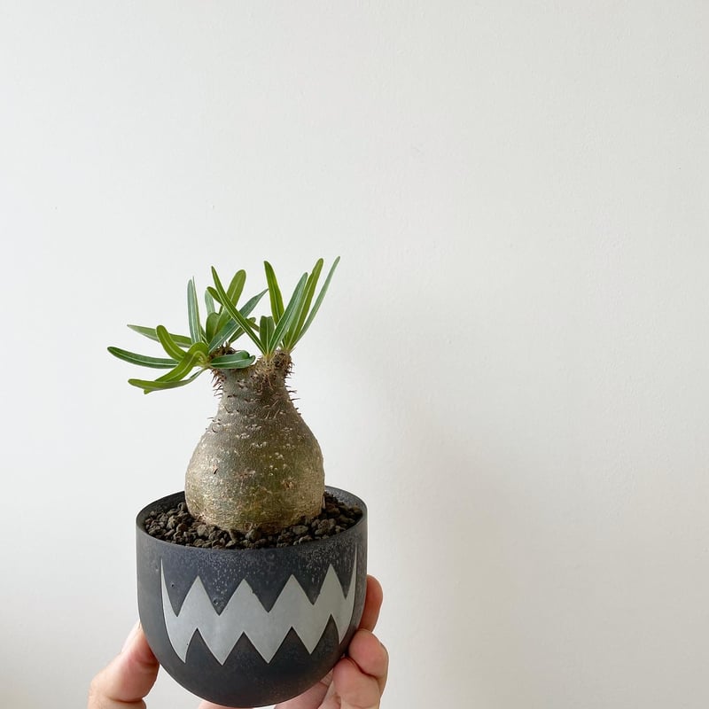 グラキリス　良形　現地球 良形 パキポディウム グラキリス 現地株 発根済み コレクション株 発根