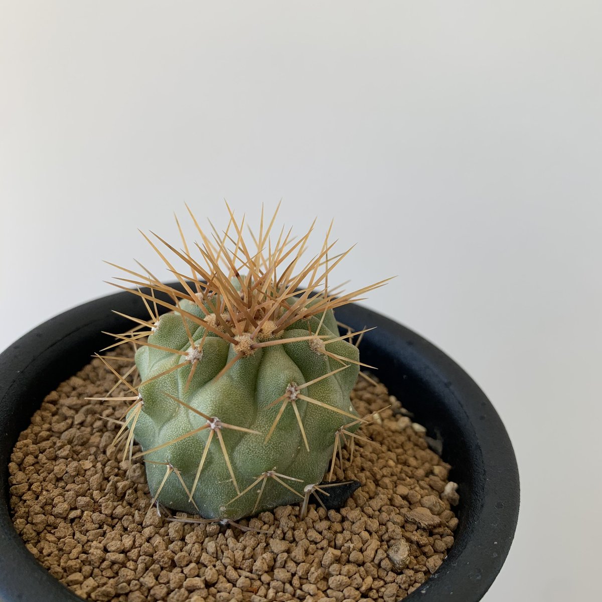 レアサボテンコレクション・コピアポア属・ハセルトニアナ(現地球)in