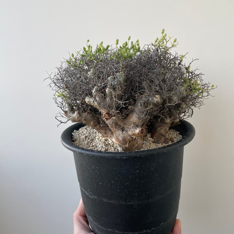 新着】Tylecodon reticulatus 万物想【アフロな冬型塊根植物