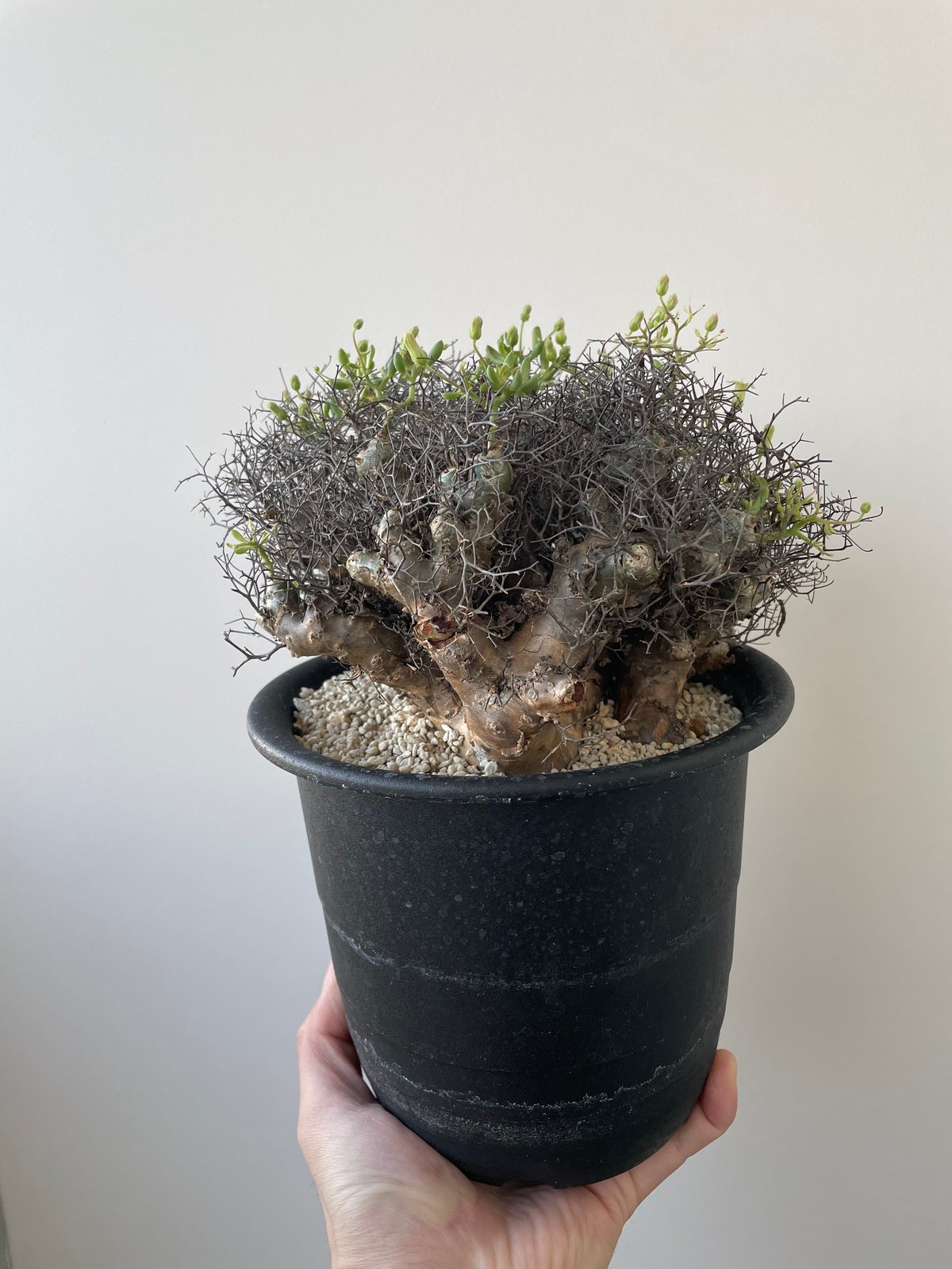 SALE！ 大株 希少 チレコドン ラブラノス 冬型植物 万物想亜種 fit