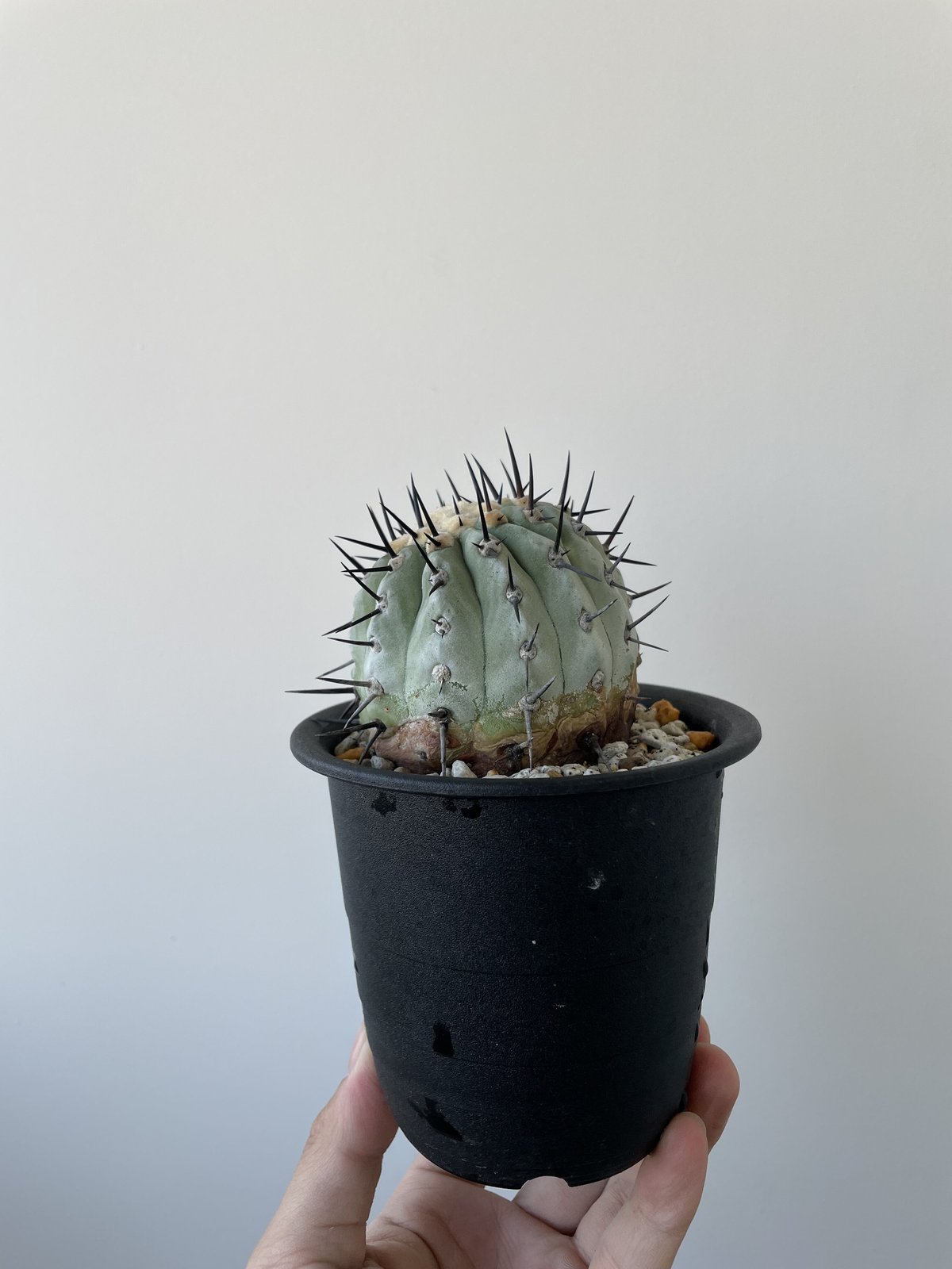 コピアポア 黒士冠 黒王丸 サボテン アガベ 【公式通販】