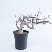 特大】Commiphora Eyl【最高の灌木コーデックス】コミフォラ エイル