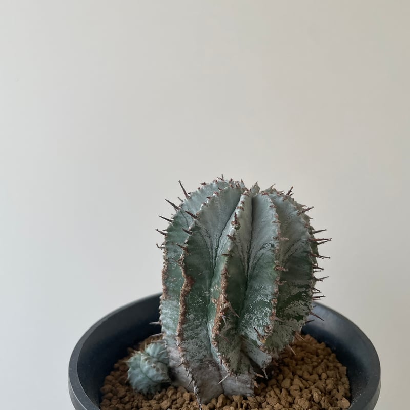 新着】Euphorbia horrida【白の肌質が美しいコロンカクタス産