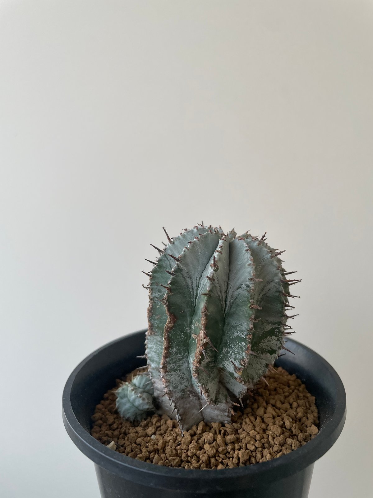 ユーフォルビア　ホリダアルバ　白肌 ユーフォルビア ホリダアルバ 白肌 - メルカリ