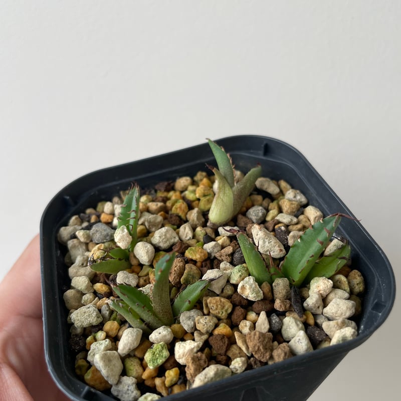 新着】Agave titanota 姫厳竜【台湾産・発根管理中子株】アガべ