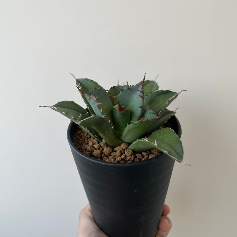 新着】Agave titanota fo076 CANCER【新潟産アガベ の最高峰】N P