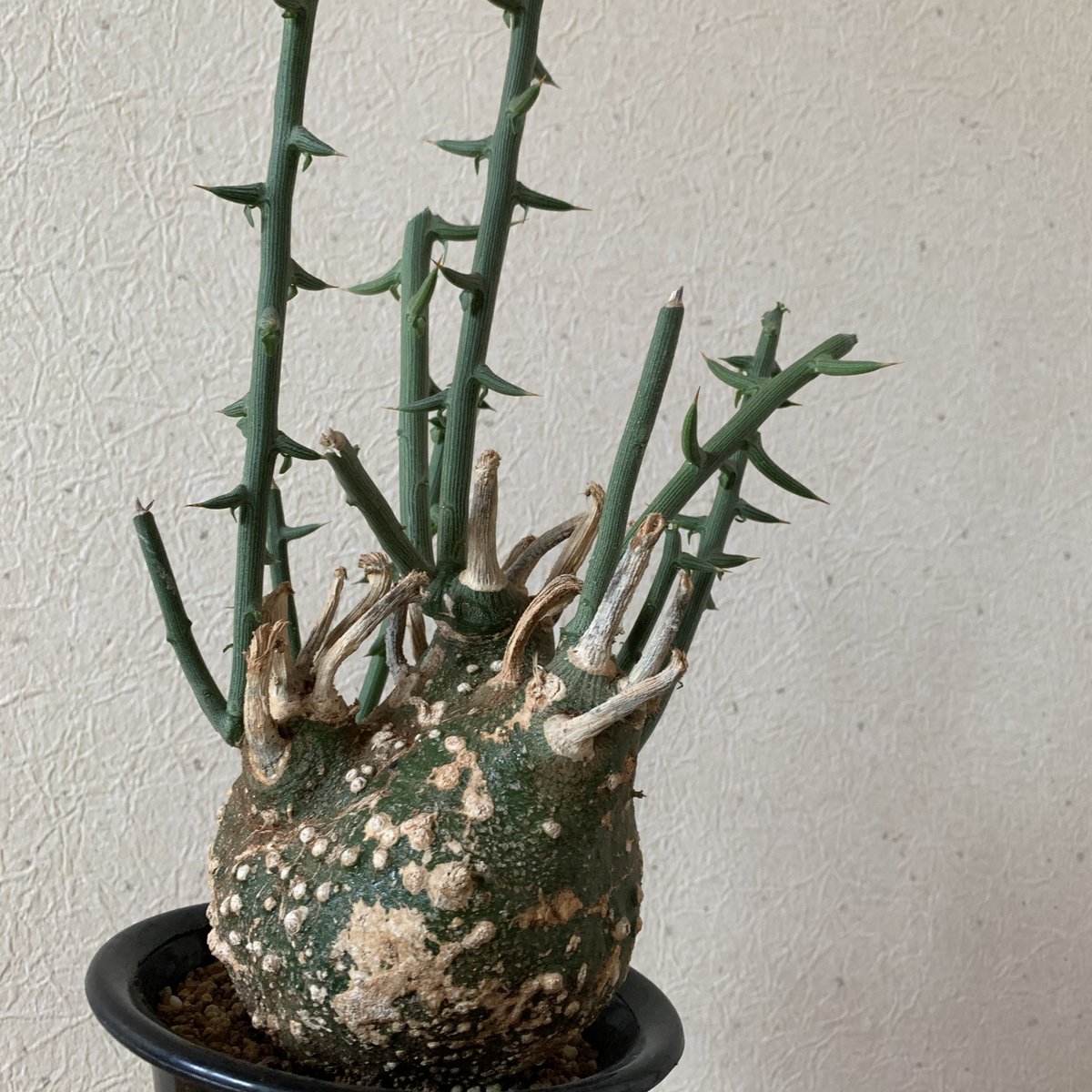 現品】塊根植物：アデニア・グロボーサ 9号 j12番 アデニア